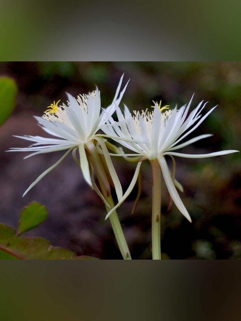 White Epiphyllum Orchid Cactus Plant